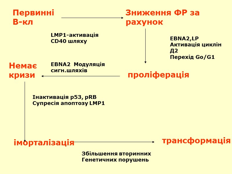 Первинні В-кл Зниження ФР за  рахунок EBNA2,LP Активація циклін Д2 Перехід Go/G1 проліферація